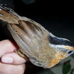 Babblers